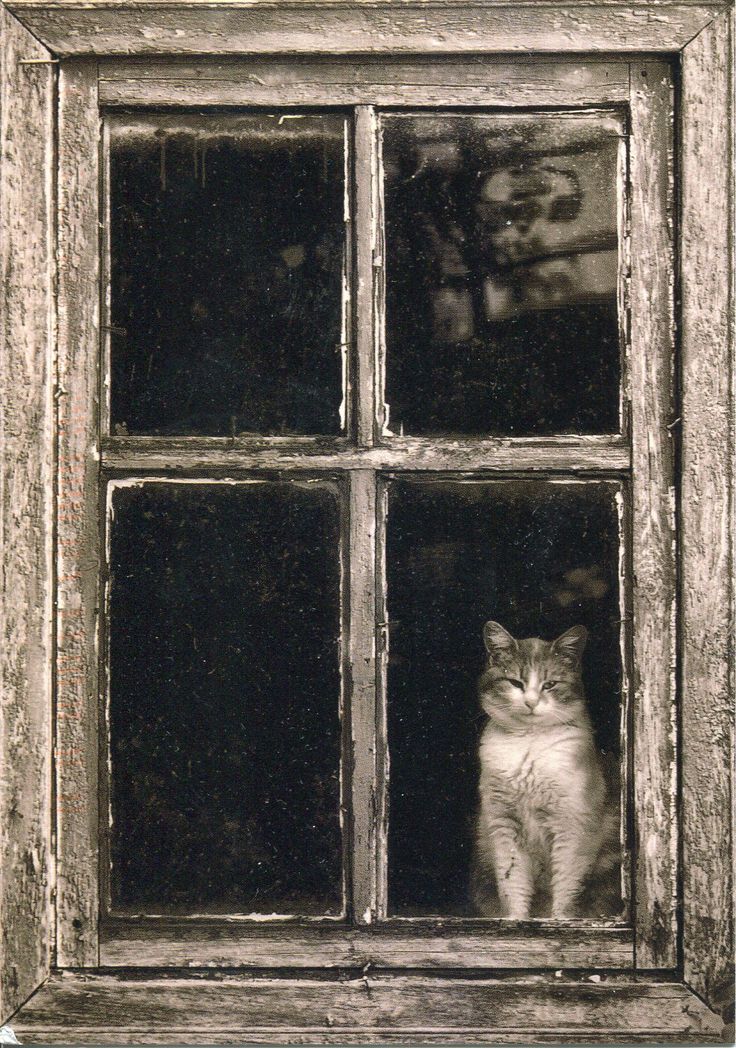 a cat is sitting in the window sill