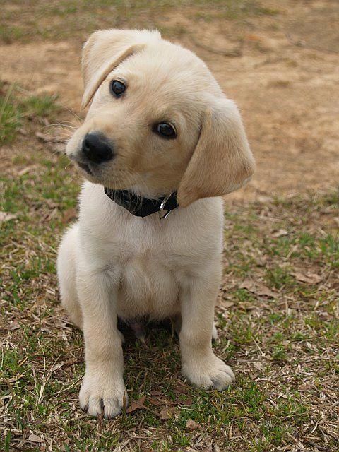 a white puppy sitting on top of a grass covered field