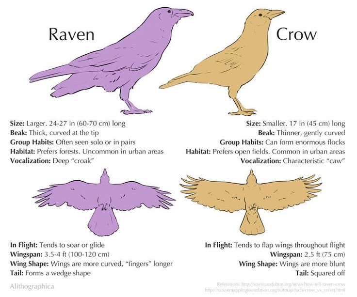 four different types of birds are shown in this diagram, with the names and description