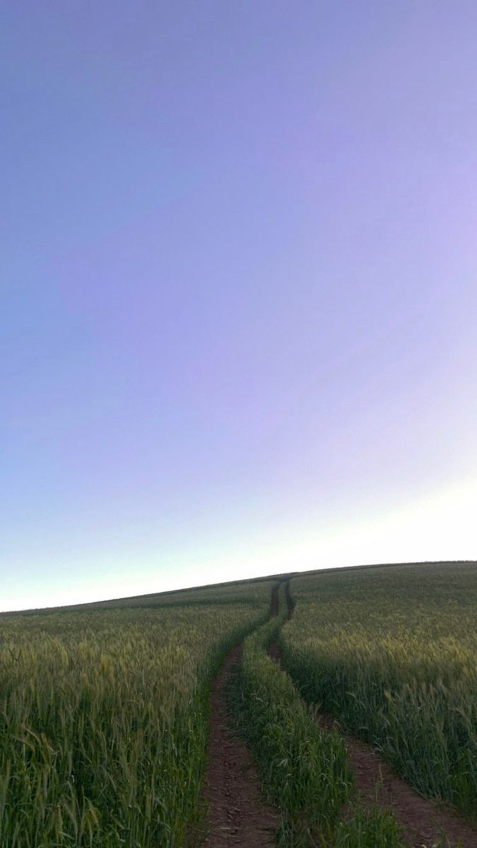 a dirt road going through the middle of a field with tall grass on both sides