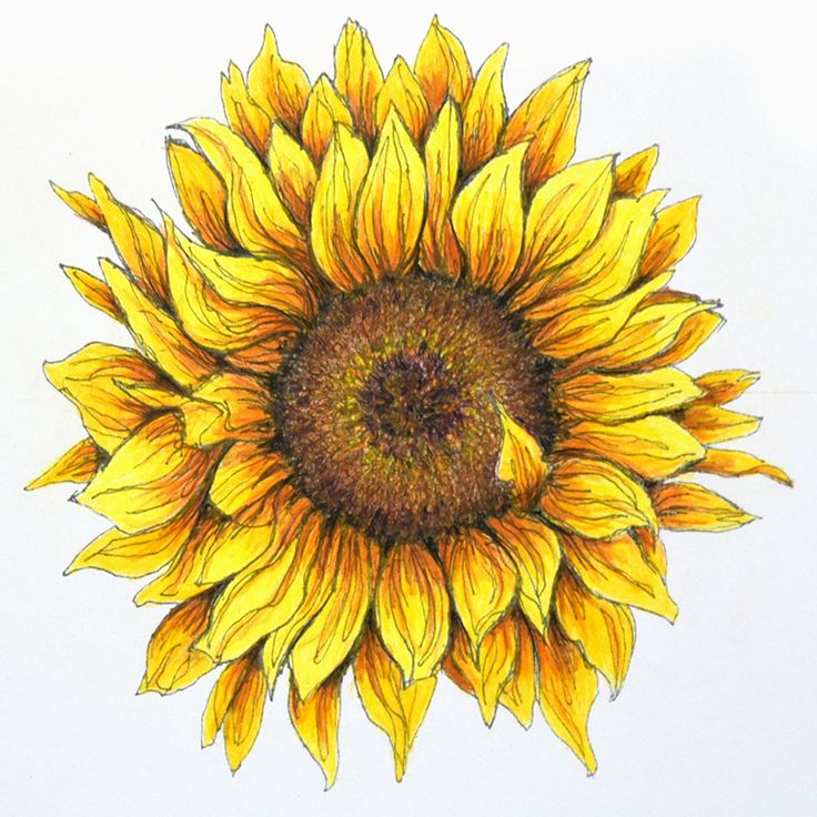 a drawing of a yellow sunflower on a white background