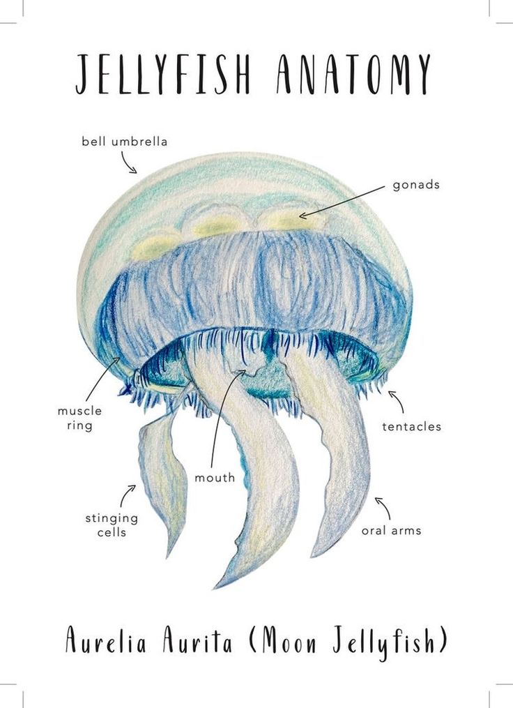 jellyfish anatomy poster with the words,'jellyfish anatomy'written below it