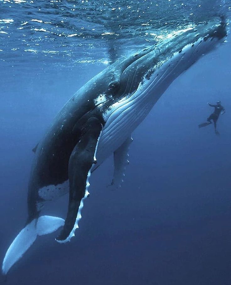 a humpback whale swims in the ocean with a scuba man swimming nearby