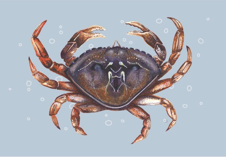 a crab with two people on it's back