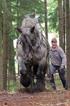 a man standing next to a gray horse in the middle of a forest with trees