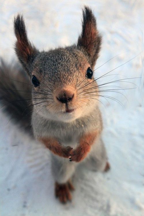 an instagram photo of a squirrel with the caption russian - squirles