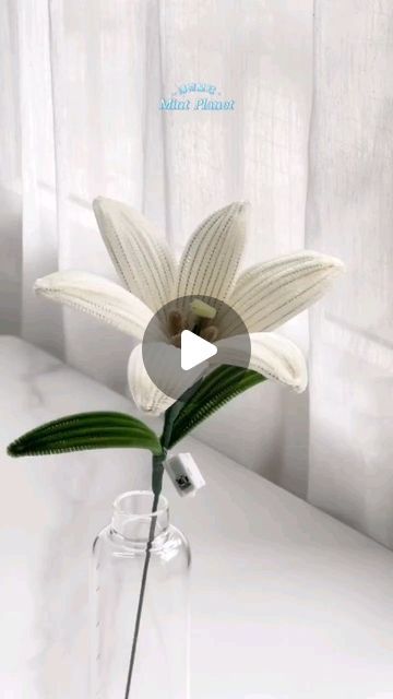 a white flower in a glass vase on a table with curtains behind it and a video playing below