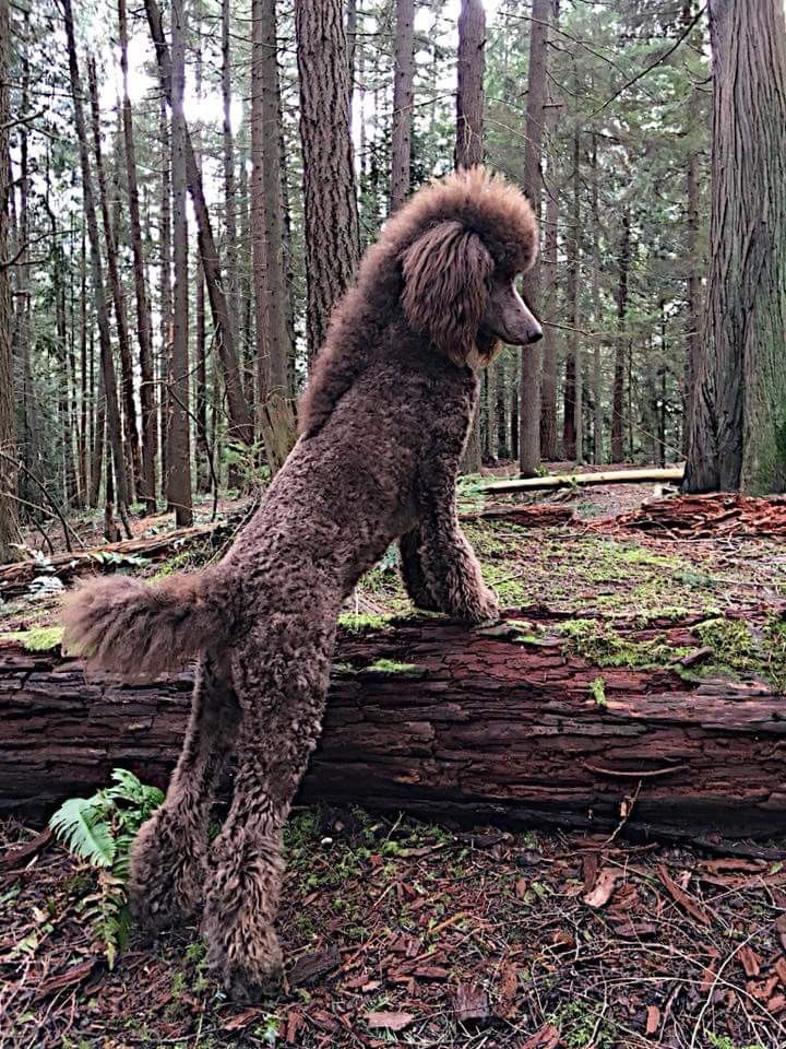 a poodle standing on its hind legs in the woods, looking up at it's surroundings