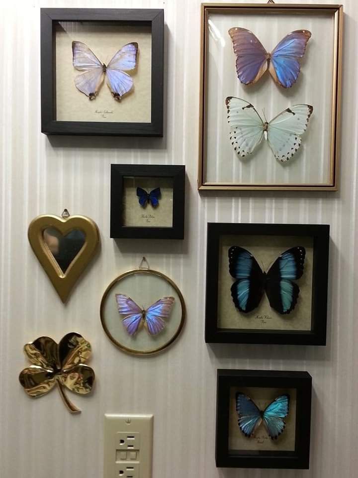 there are many framed pictures on the wall with butterflies in them and a light switch