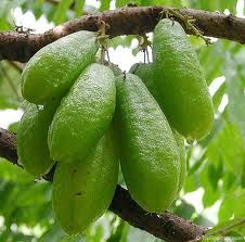 some green fruit hanging from a tree branch