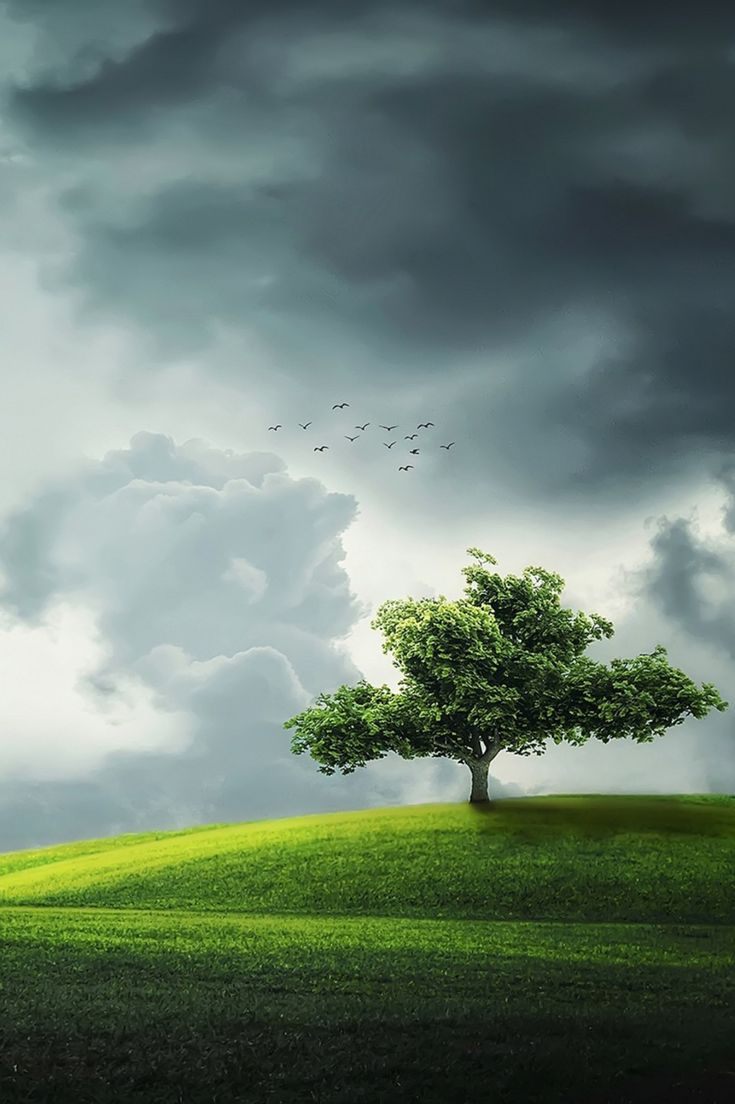 green grass field under cloudy sky during daytime Photo Ciel, Green Initiatives, Lone Tree, Famous Photographers, Cloudy Sky, Summer Pictures, Photoshop Tutorial, Gold Coast, Free Pictures