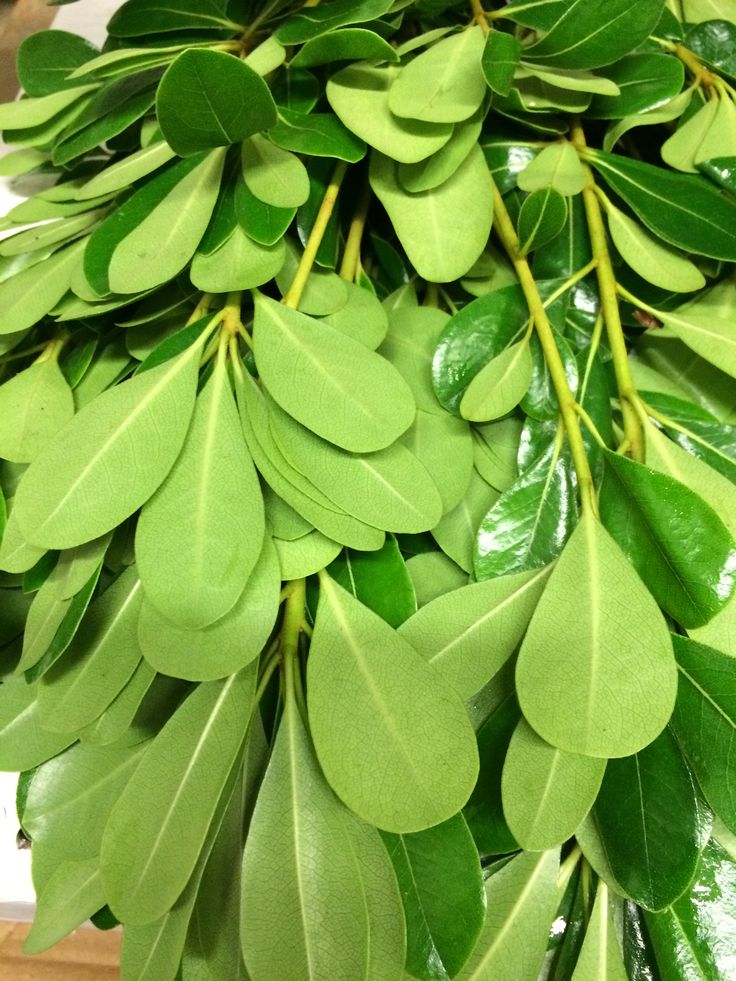 some green leaves are hanging from a tree