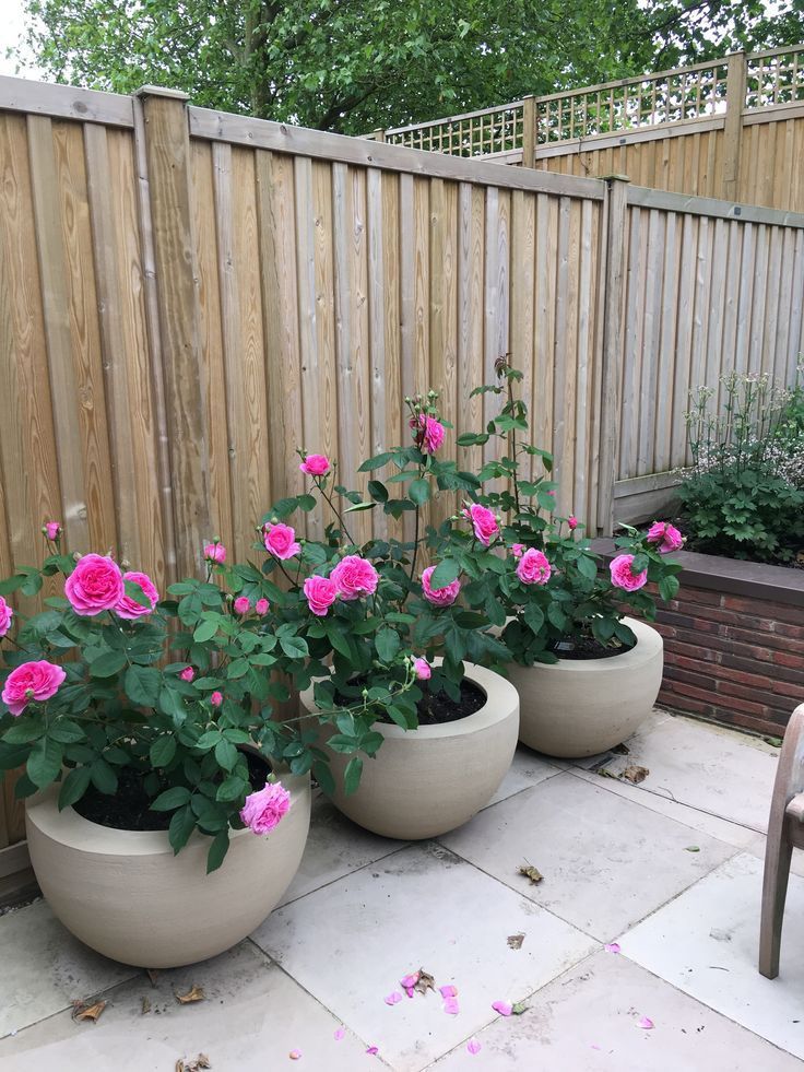 three flower pots with pink roses in them on a patio next to a wooden fence