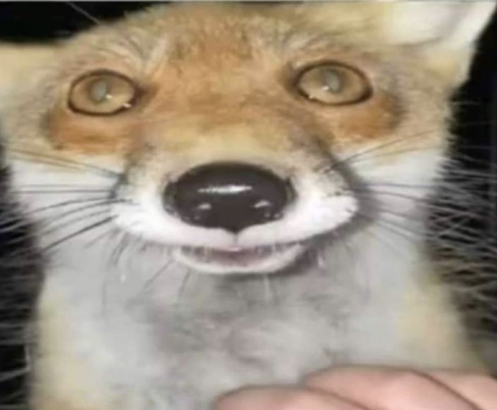 a close up of a person holding a small animal in their hand and looking at the camera