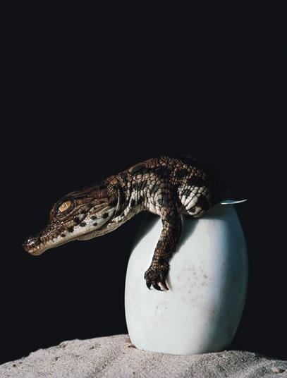 a large alligator is sitting on top of a white ball with it's head sticking out