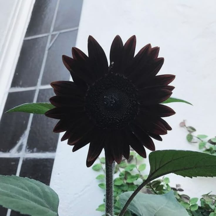 a large black sunflower with green leaves in front of a white wall and window