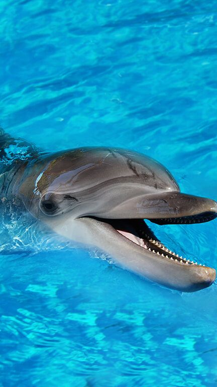 a dolphin with its mouth open in the water