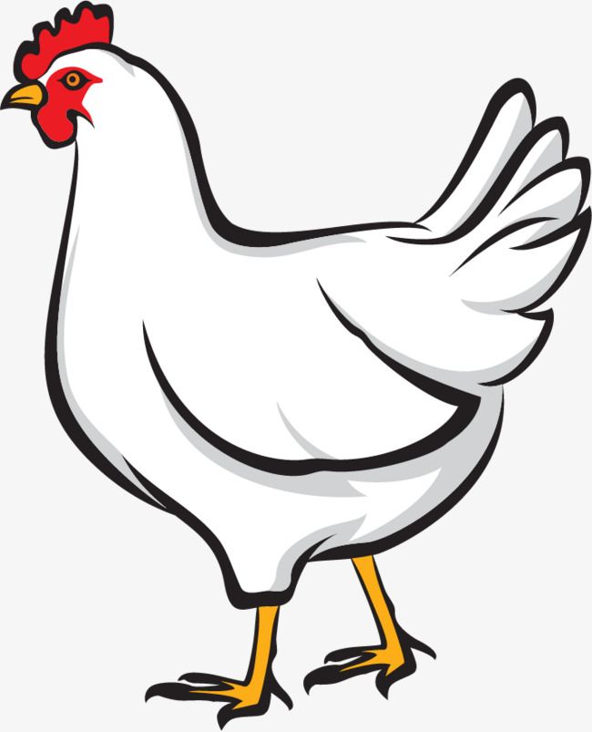 a white chicken with a red comb standing in front of the word chickens on it's side