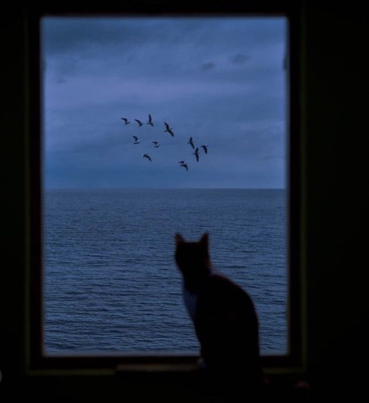 a cat sitting in front of a window looking out at birds flying over the ocean