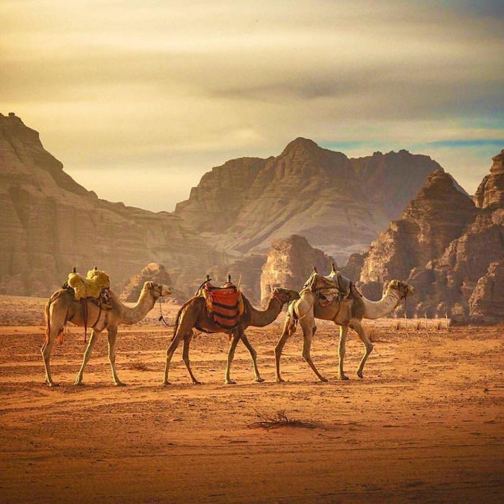 three camels walking in the desert with mountains in the background