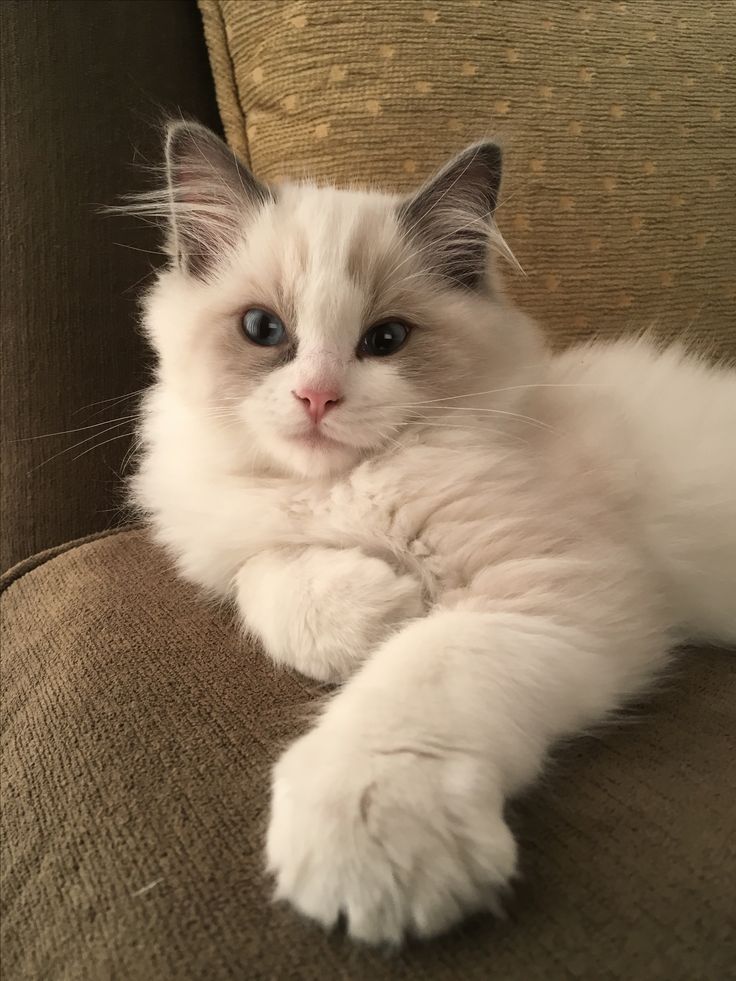 a white cat laying on top of a couch