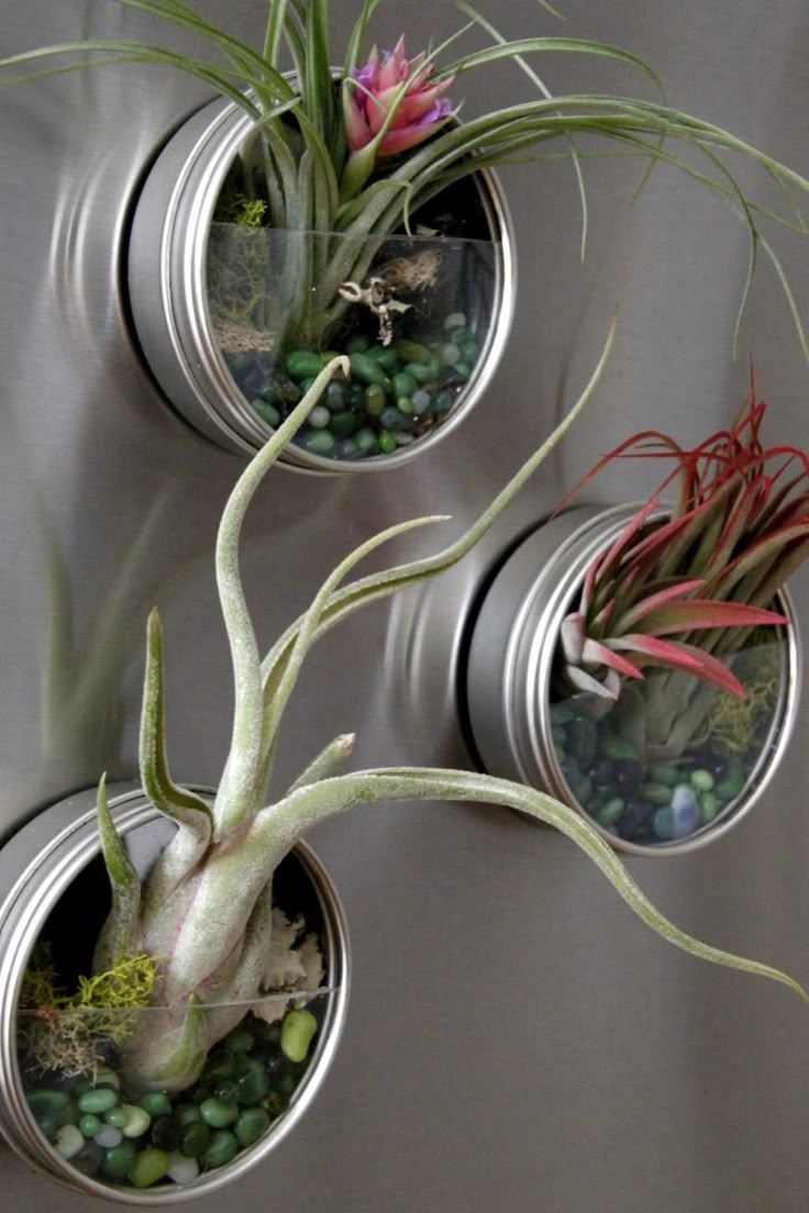 three air plants are hanging from the wall