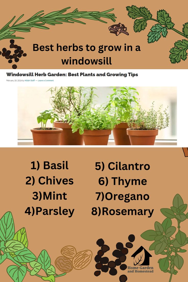 an info sheet with plants and herbs in pots on top of each other, including the words best herbs to grow in a windowsill