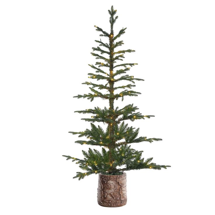 a small pine tree in a vase on a white background with the top half covered by burlock