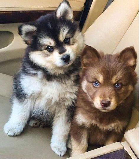 two puppies are sitting in the back seat of a car, one is looking at the camera