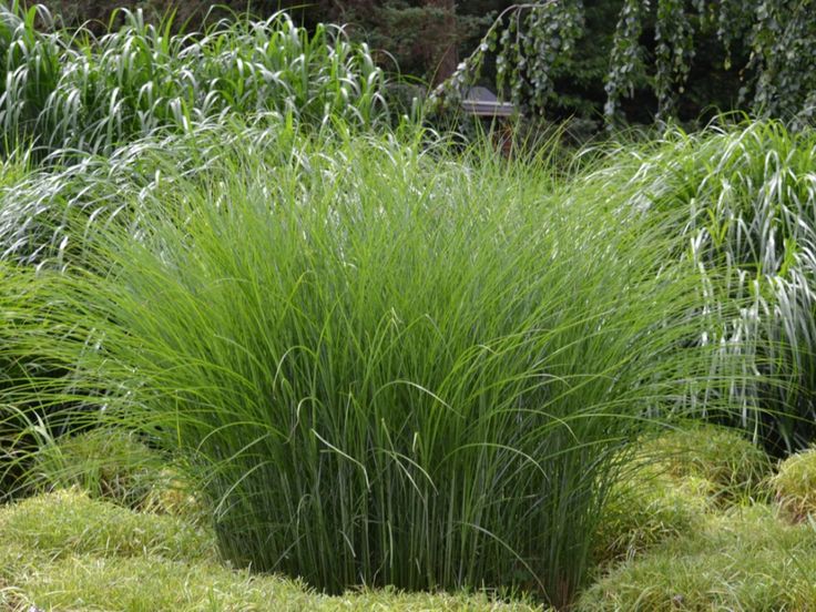 some very pretty green plants in the grass