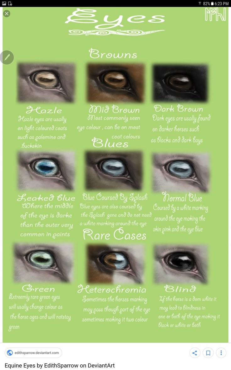 an info sheet with different types of eyes