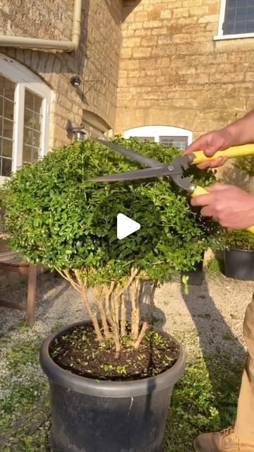 a man is trimming a tree with scissors