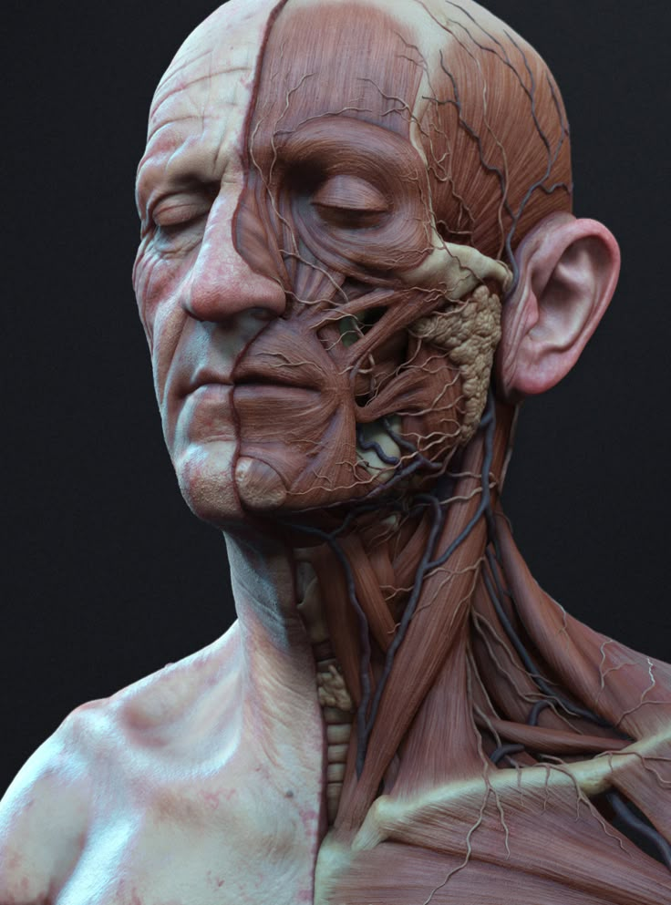 an image of a man's head and neck with the muscles exposed in it