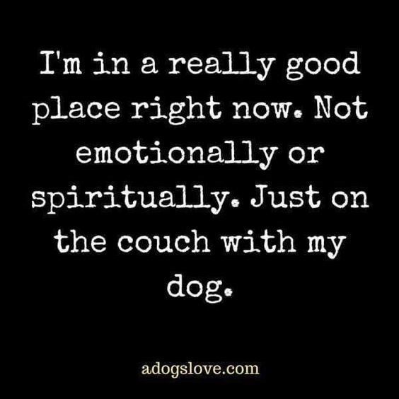 Happy National Dog Day! Dogs Quotes, Happy National Dog Day, Now Quotes, Animal Quotes, Dog Quotes, A Quote, Training Tips, My Dog, I Love Dogs