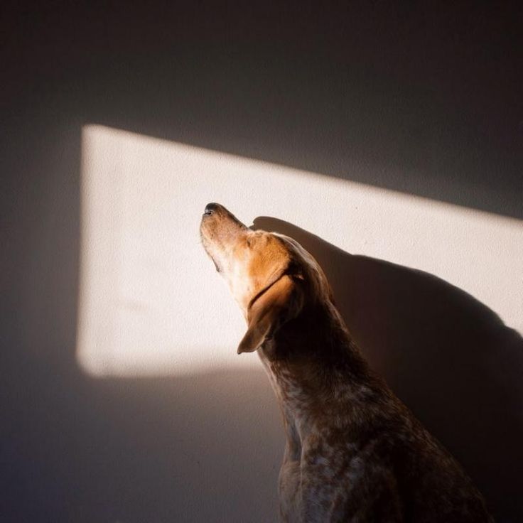 a dog is looking up at the light coming in on it's face and head