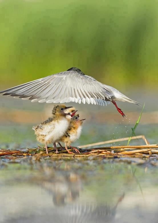 a small bird standing on top of a body of water next to a baby bird