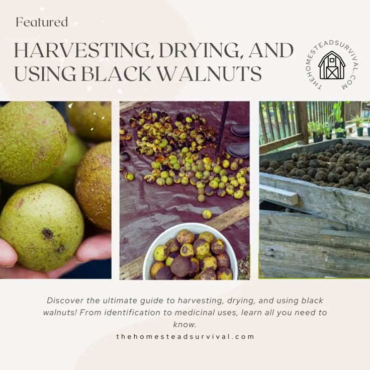 an advertisement for harvesting, drying and using black walnuts