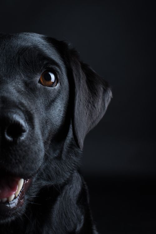 a black dog is looking up at the camera