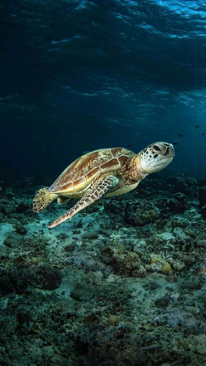 a turtle swimming in the ocean near some corals