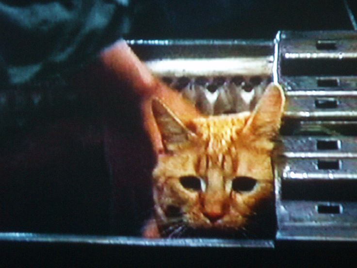 an orange cat sitting in front of a toaster on top of a counter next to a person