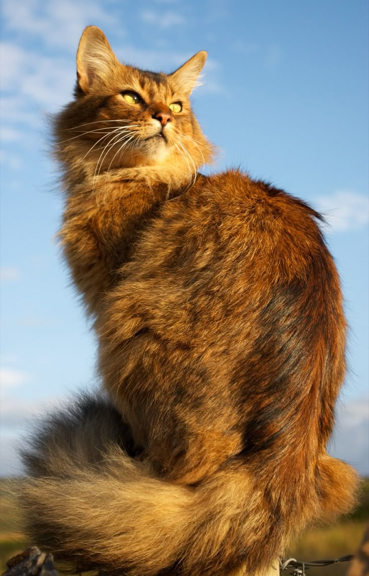 a cat sitting on top of a rock looking off into the distance with its eyes open