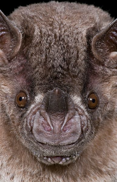 a close up of a small bat with big brown eyes