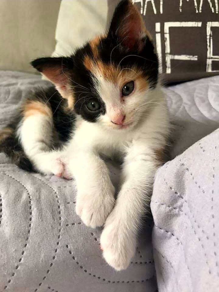 a kitten laying on top of a bed next to a pillow