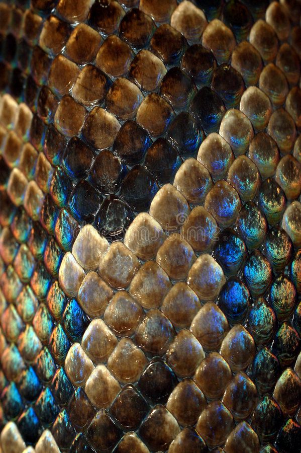 close up view of the skin of a snake's head, with blue and brown colors