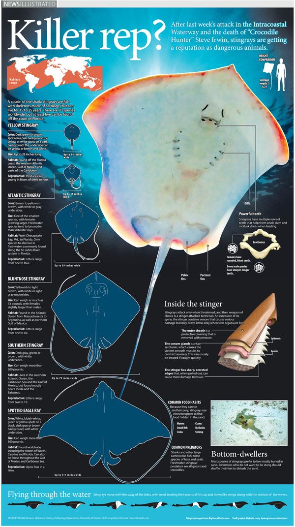 a poster with information about the different types of stingfish in it's body