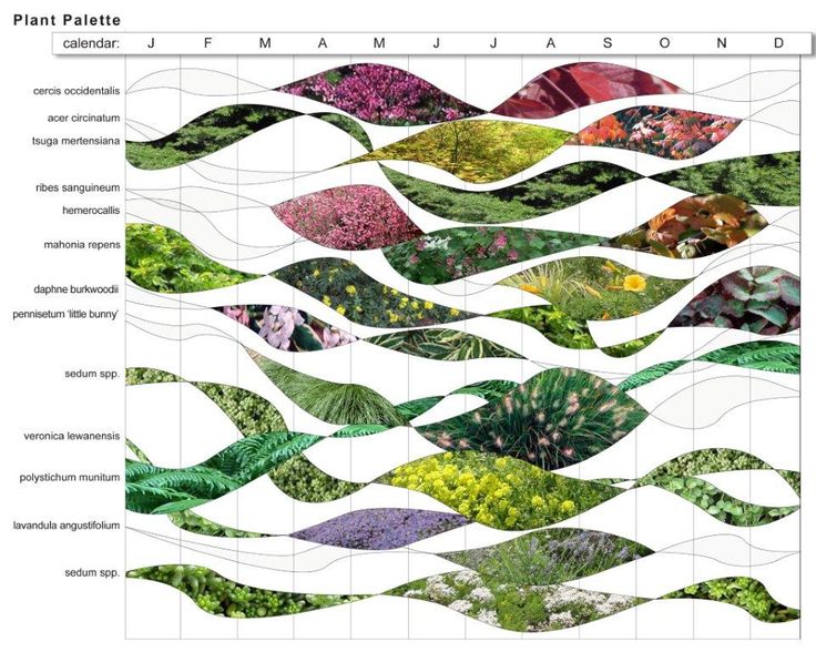 an image of plants that are in the shape of waves on a sheet of paper