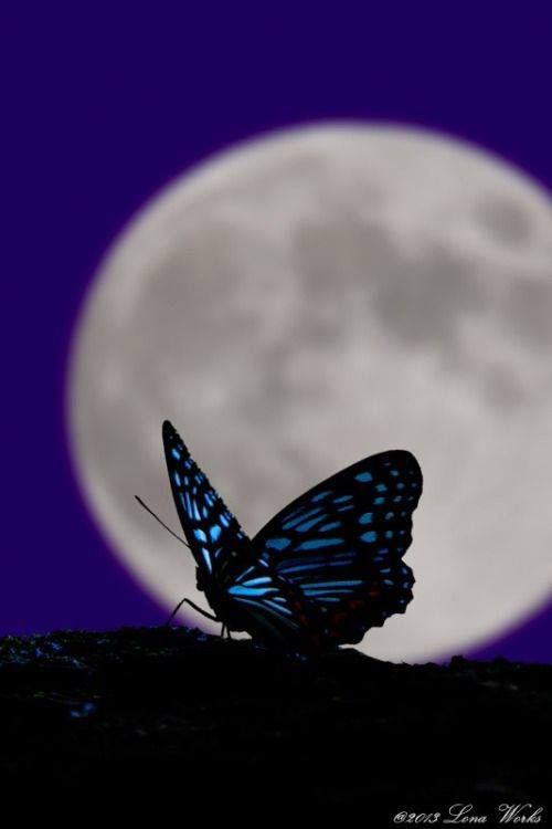 a blue butterfly sitting on the ground in front of a full moon