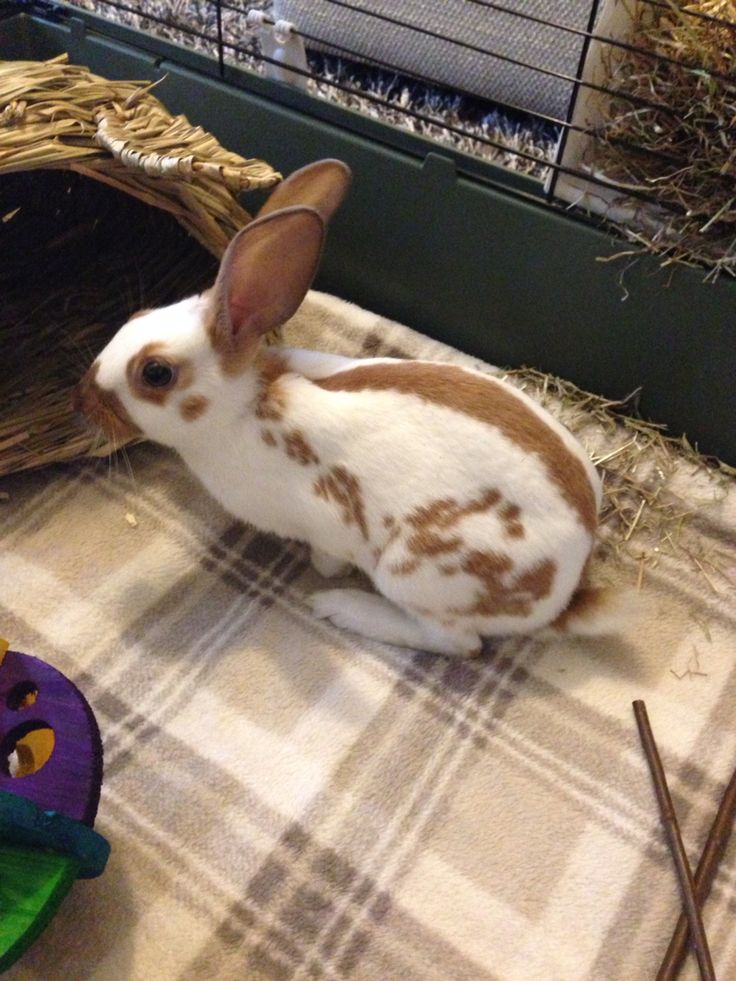 a rabbit sitting on top of a table next to a basket