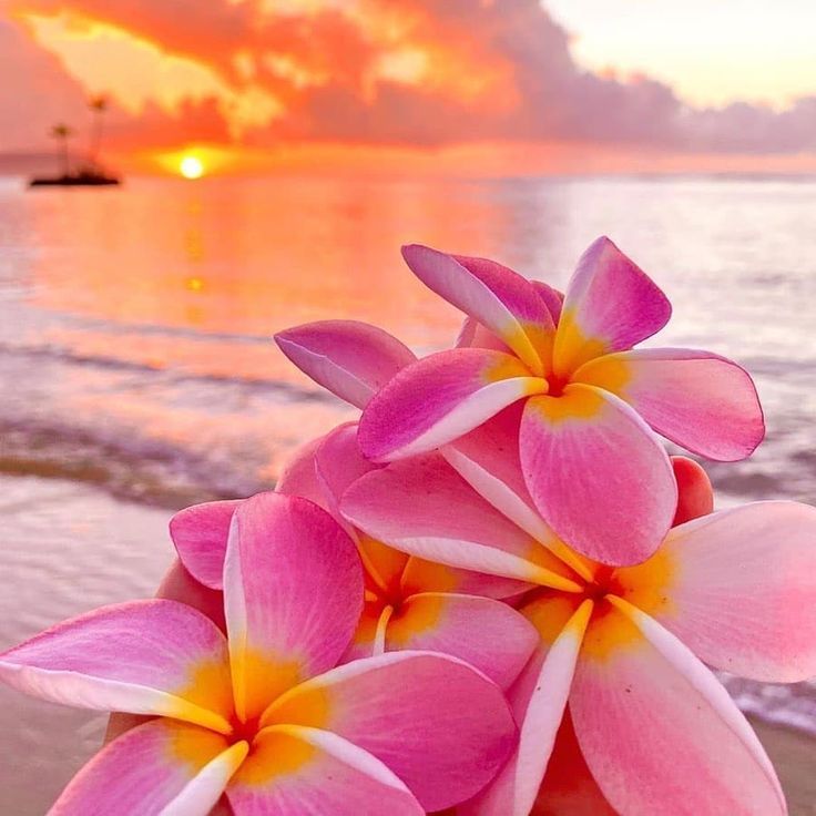 pink and yellow flowers on the beach at sunset