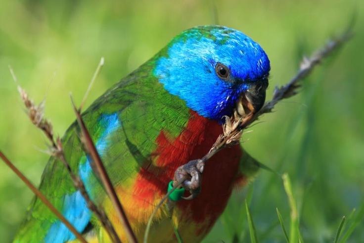 a multicolored bird sitting on top of a green grass covered field next to a twig